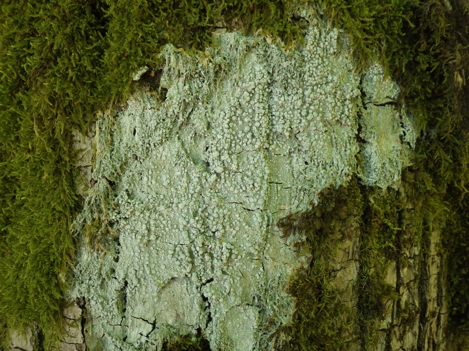 Pertusaria albescens var. albescens image