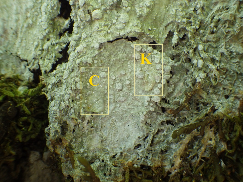 Pertusaria albescens var. albescens image