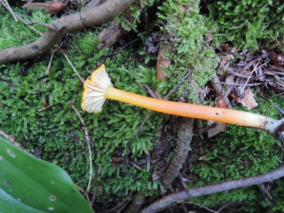 Hygrocybe marchii image