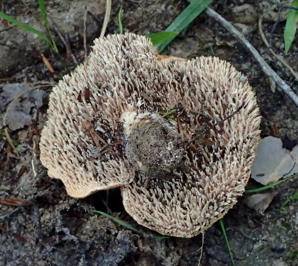 Hydnum aerostatisporum image