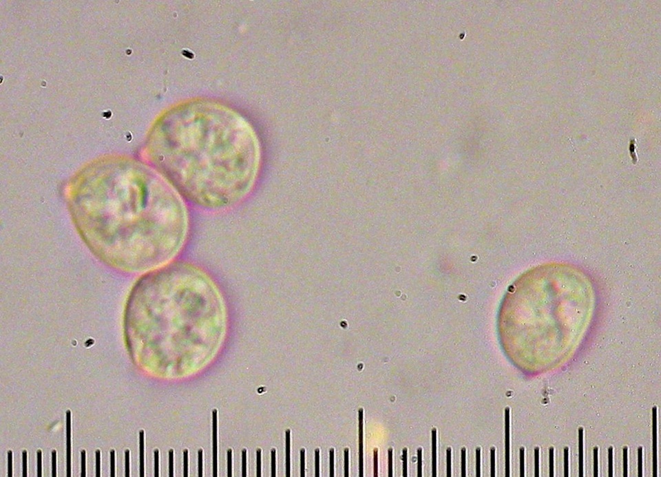 Hydnum aerostatisporum image