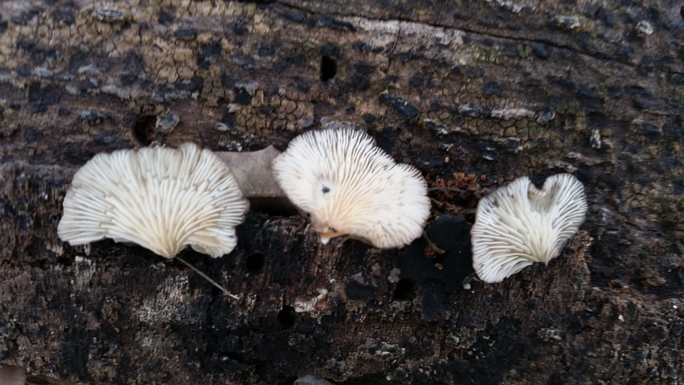 Hohenbuehelia atrocaerulea image