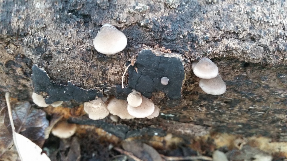 Hohenbuehelia atrocaerulea image