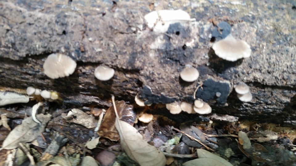 Hohenbuehelia atrocaerulea image