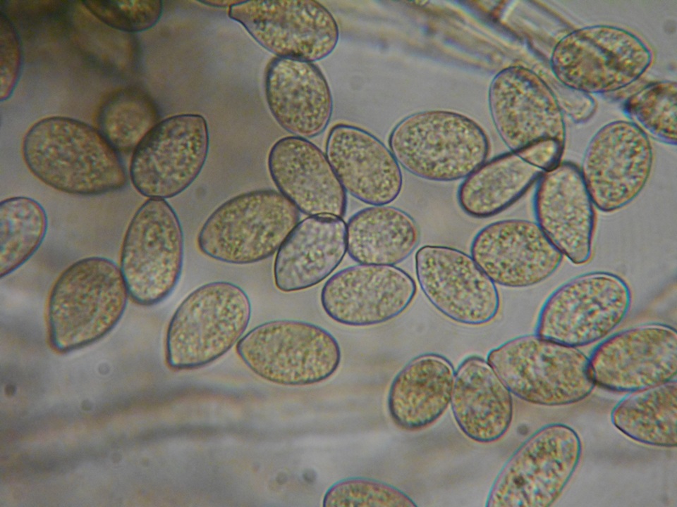 Botryobasidium conspersum image