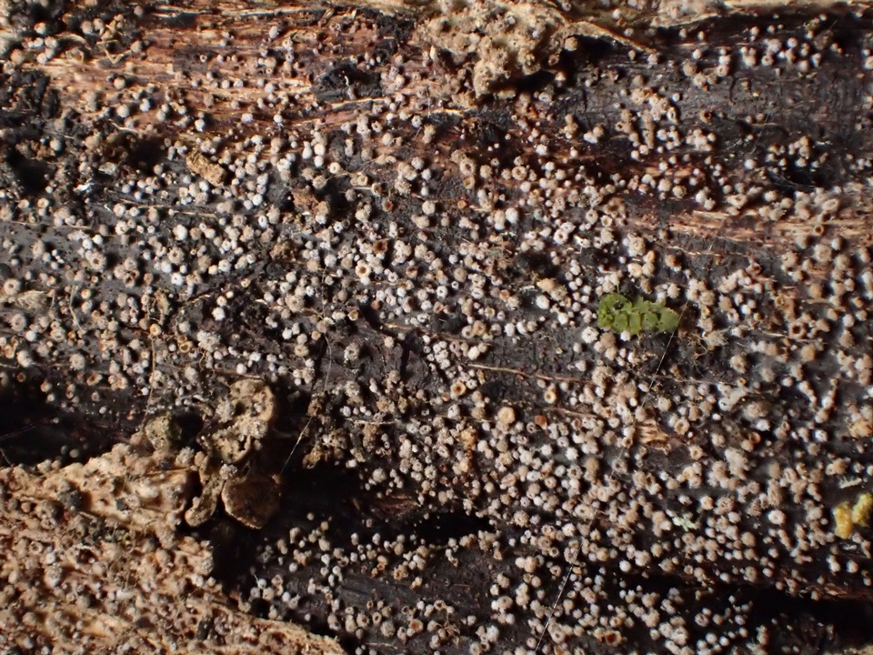 Lachnum corticale image