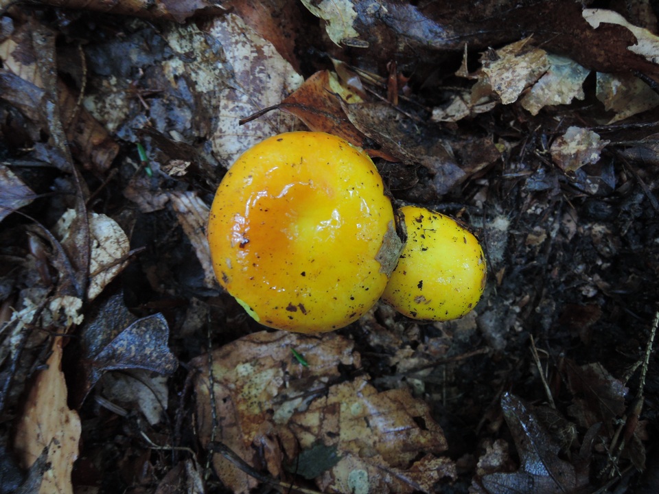 Russula risigallina image