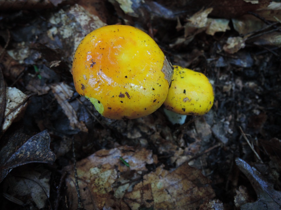 Russula risigallina image