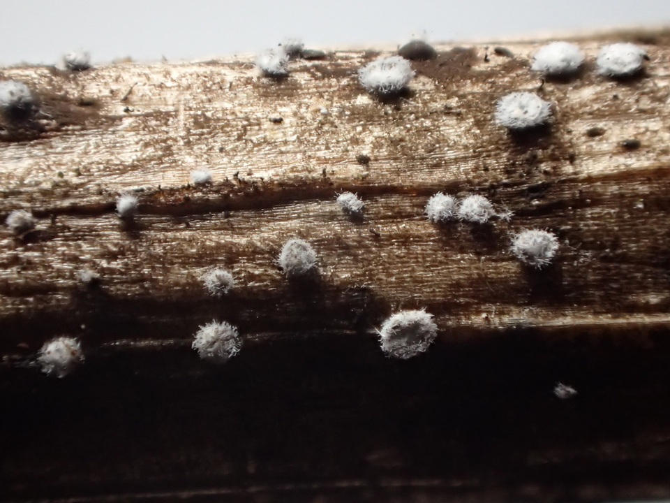 Rectipilus idahoensis image