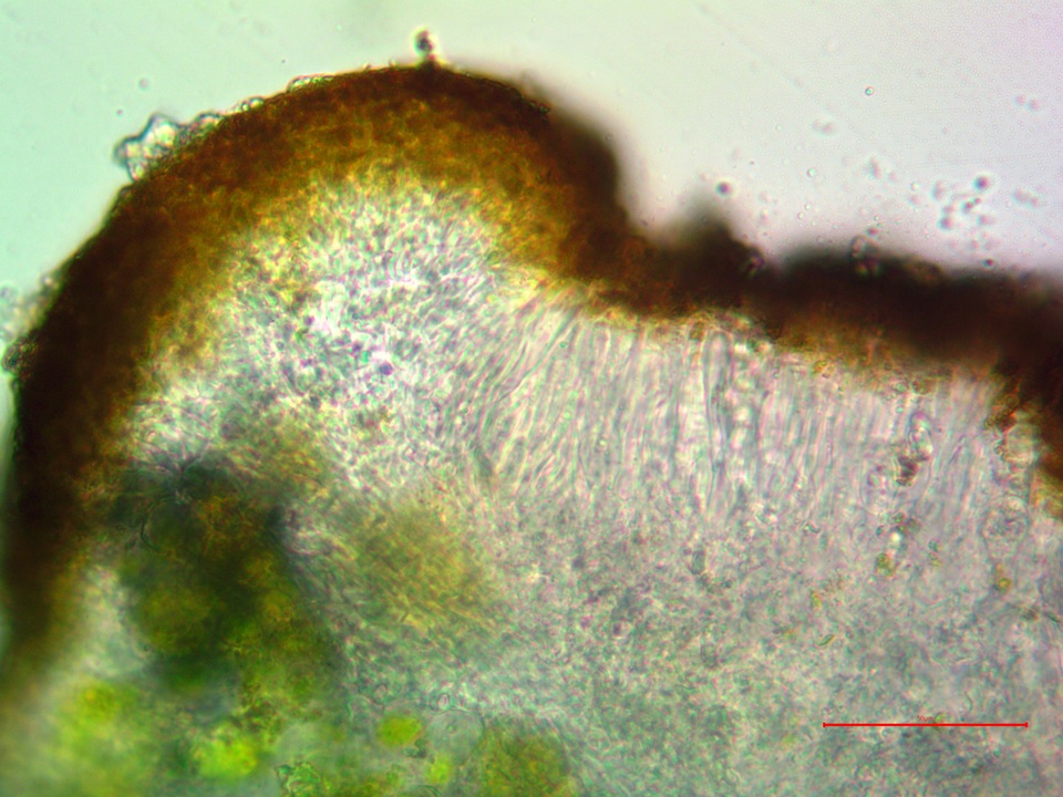 Caloplaca subsoluta image