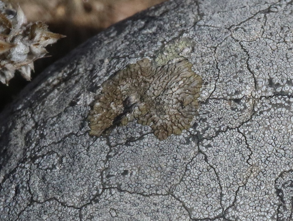 Dimelaena weberi image