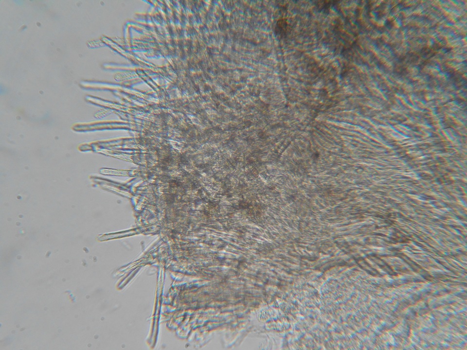 Rectipilus idahoensis image