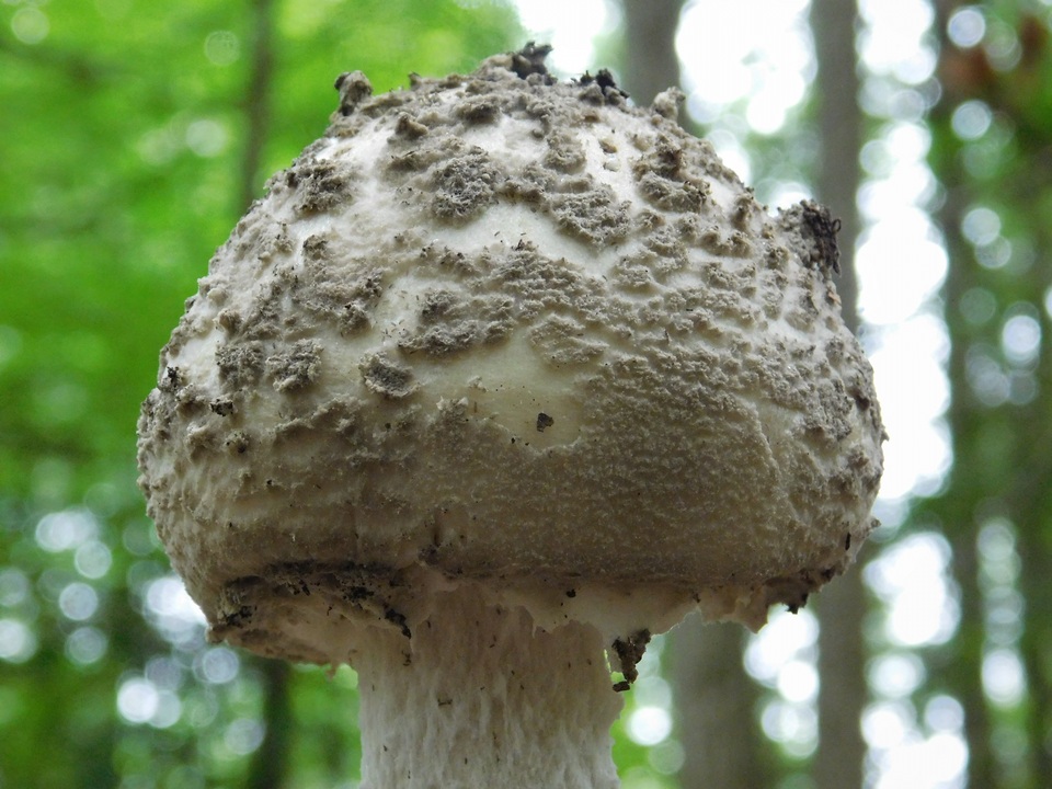 Amanita cinereopannosa image