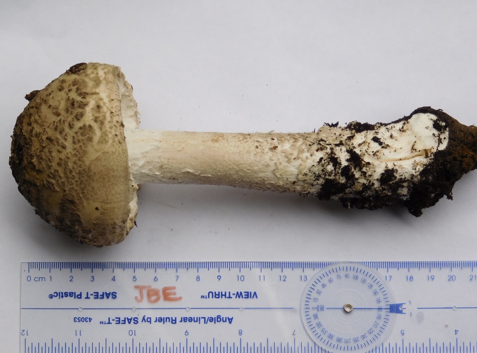 Amanita cinereopannosa image