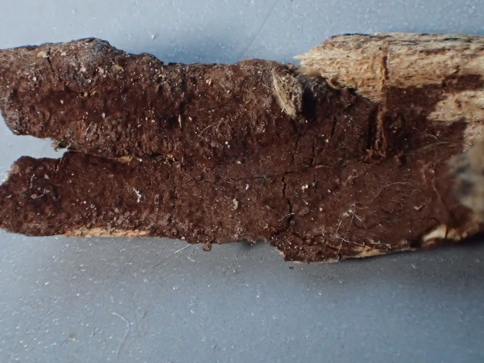 Hymenochaete fuliginosa image