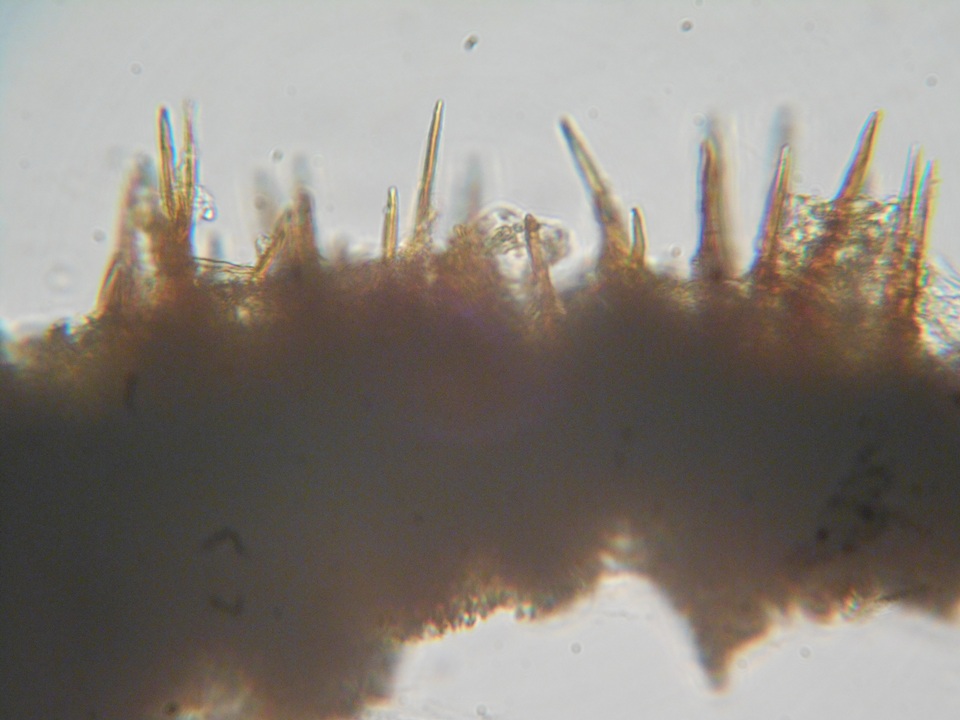 Hymenochaete fuliginosa image