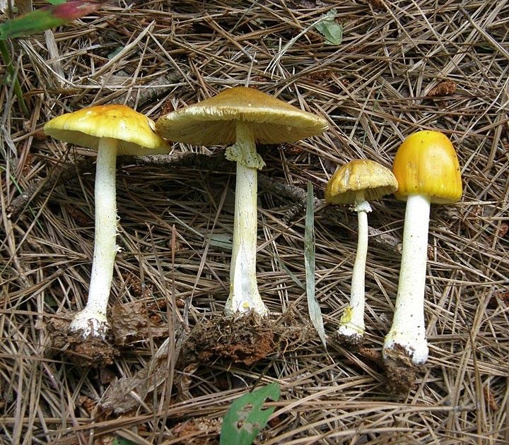 Amanita flavivolva image