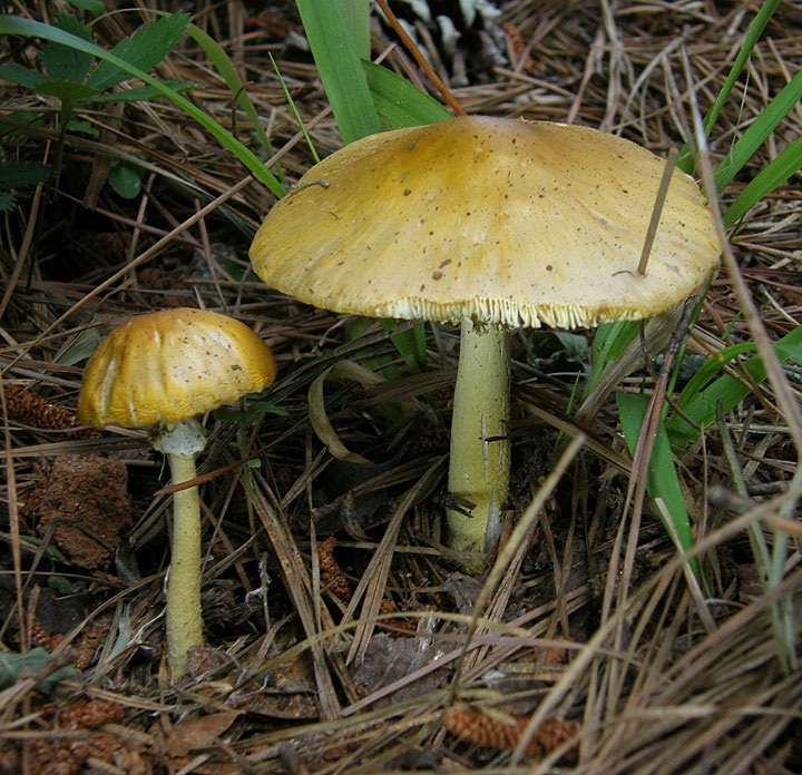 Amanita flavivolva image