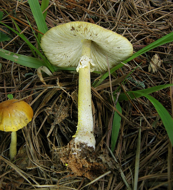 Amanita flavivolva image