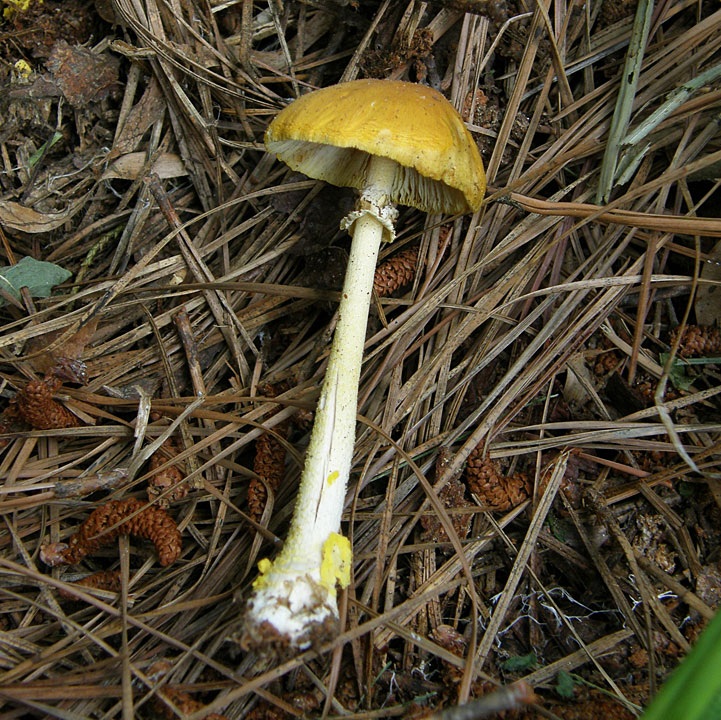 Amanita flavivolva image