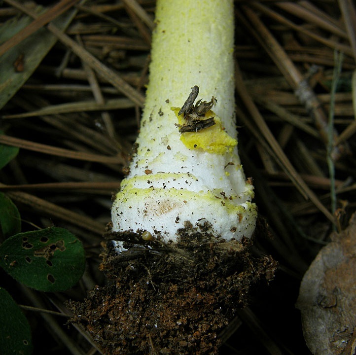 Amanita flavivolva image