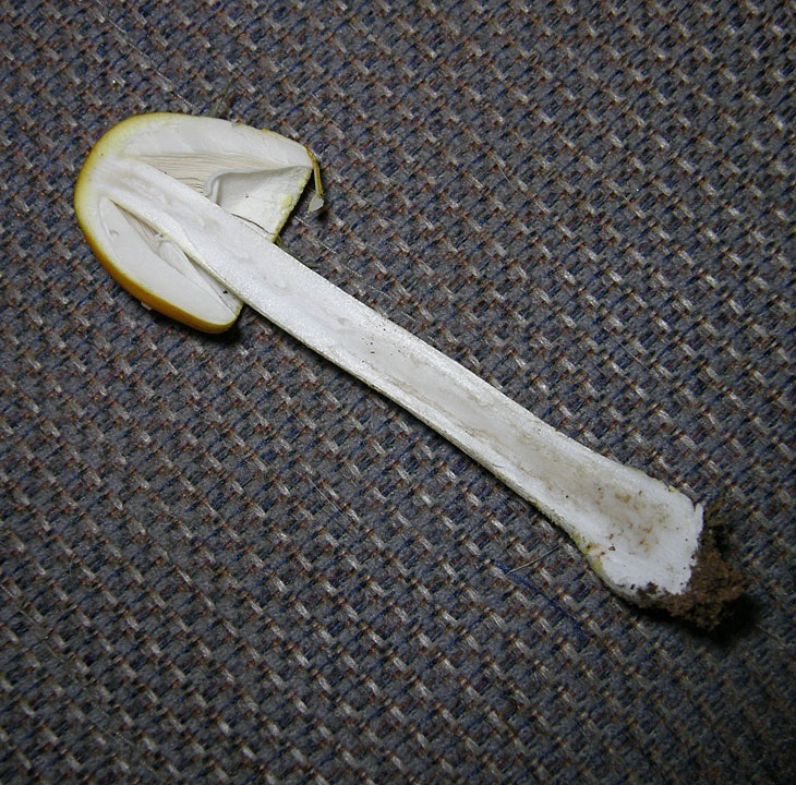 Amanita flavivolva image