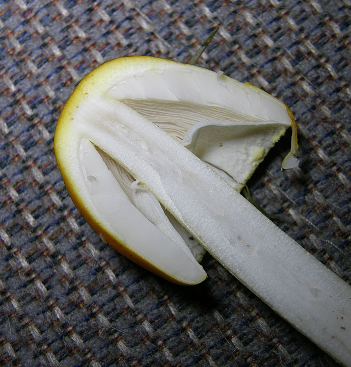Amanita flavivolva image