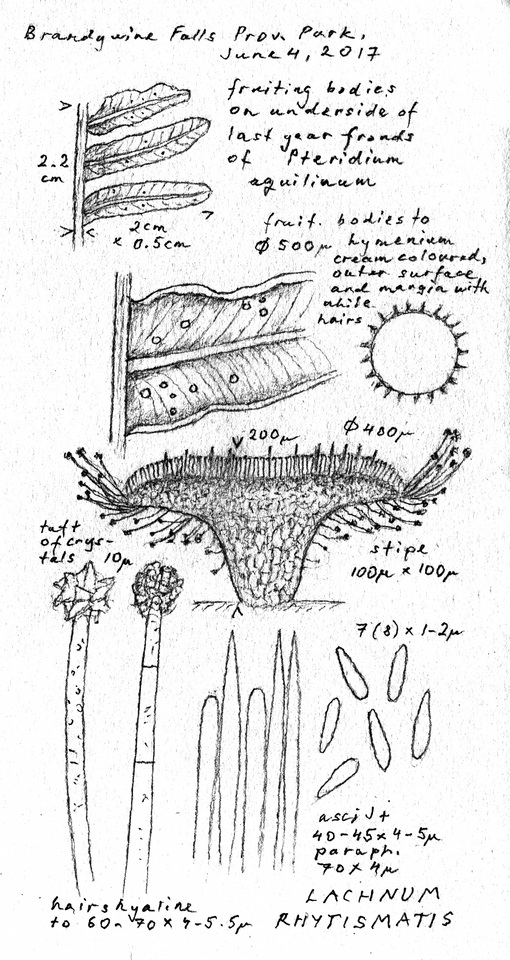 Peziza echinulata image