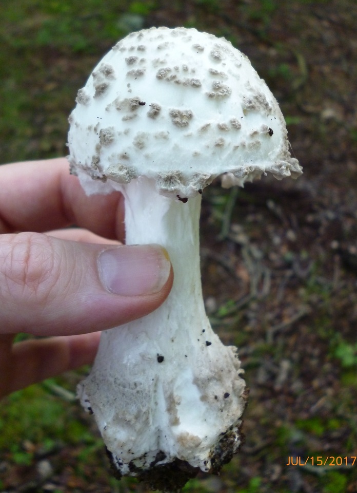 Amanita cinereopannosa image