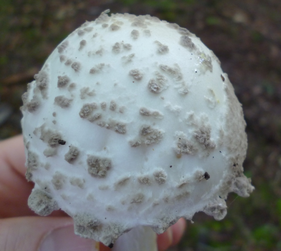 Amanita cinereopannosa image
