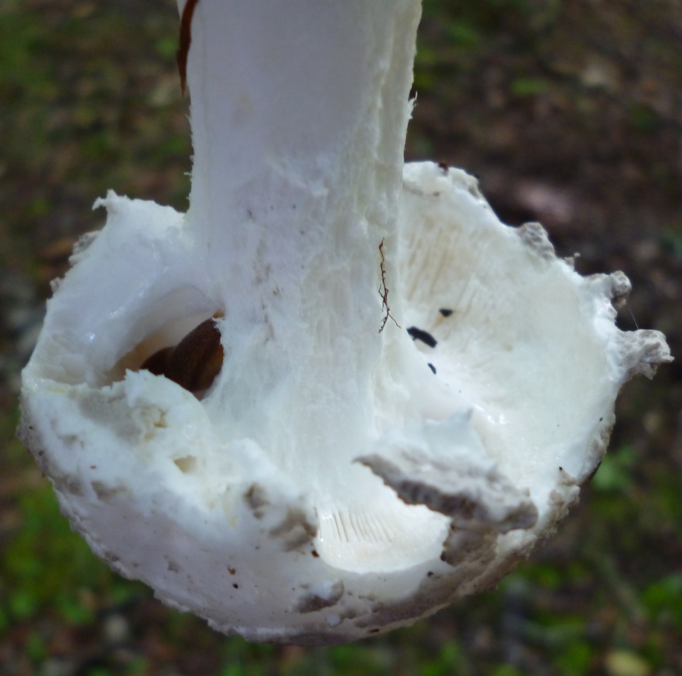 Amanita cinereopannosa image