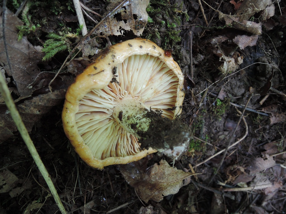 Lactarius agglutinatus image