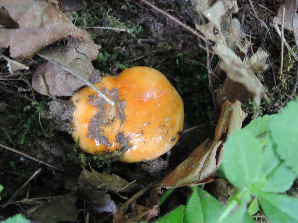 Lactarius agglutinatus image