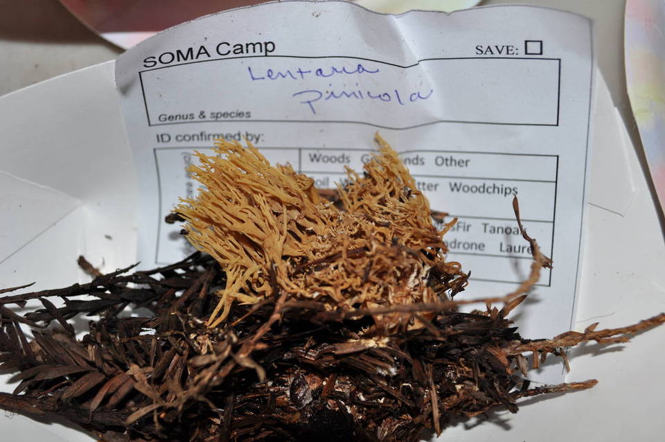 Ramaria pinicola image