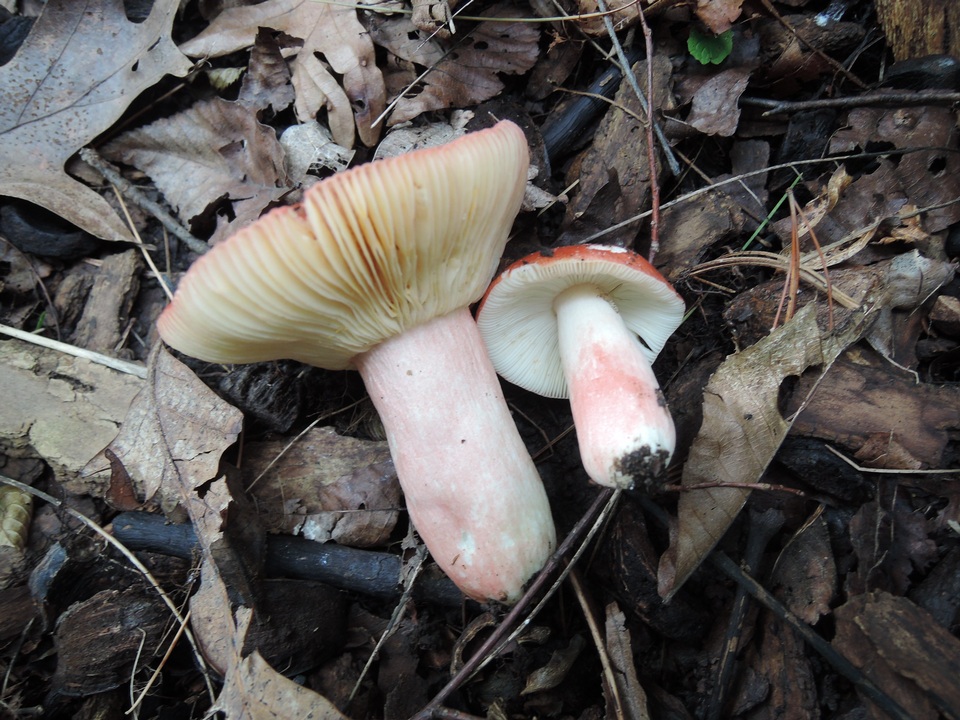 Russula subtenuiceps image