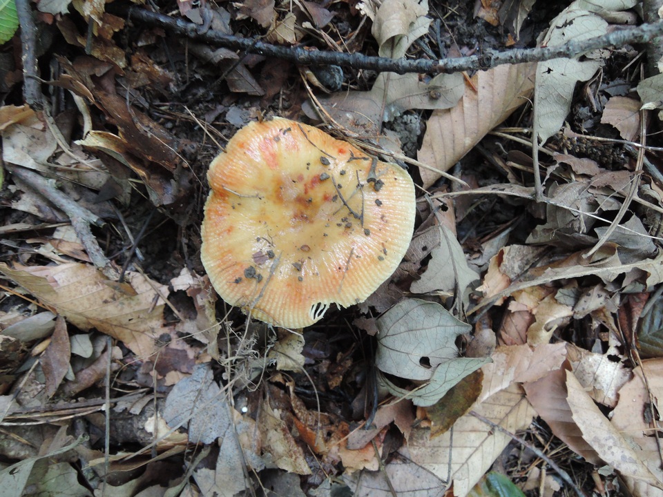 Russula pectinatoides image