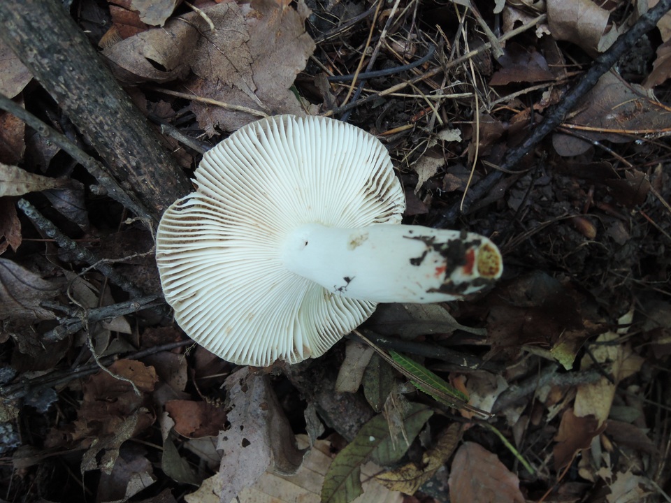Russula pectinatoides image