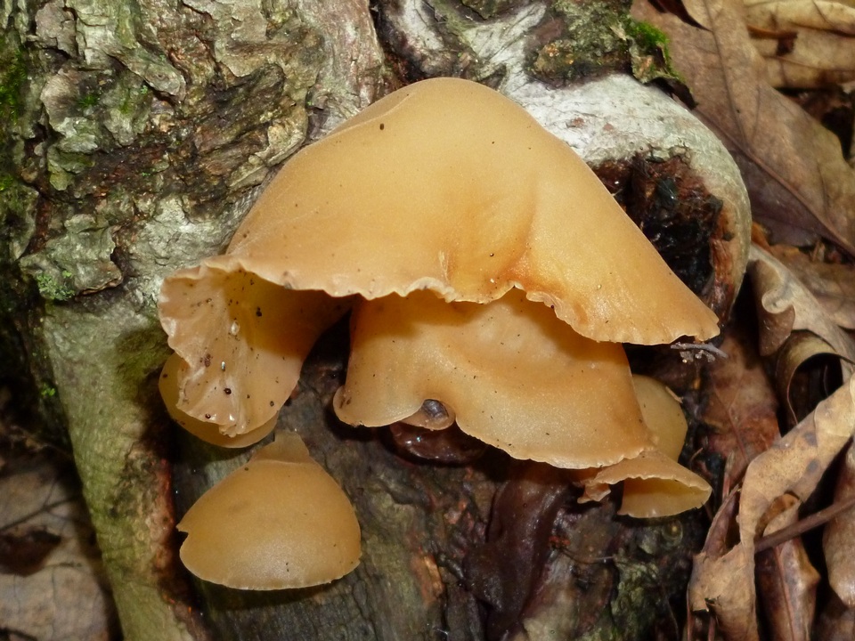 Auricularia angiospermarum image