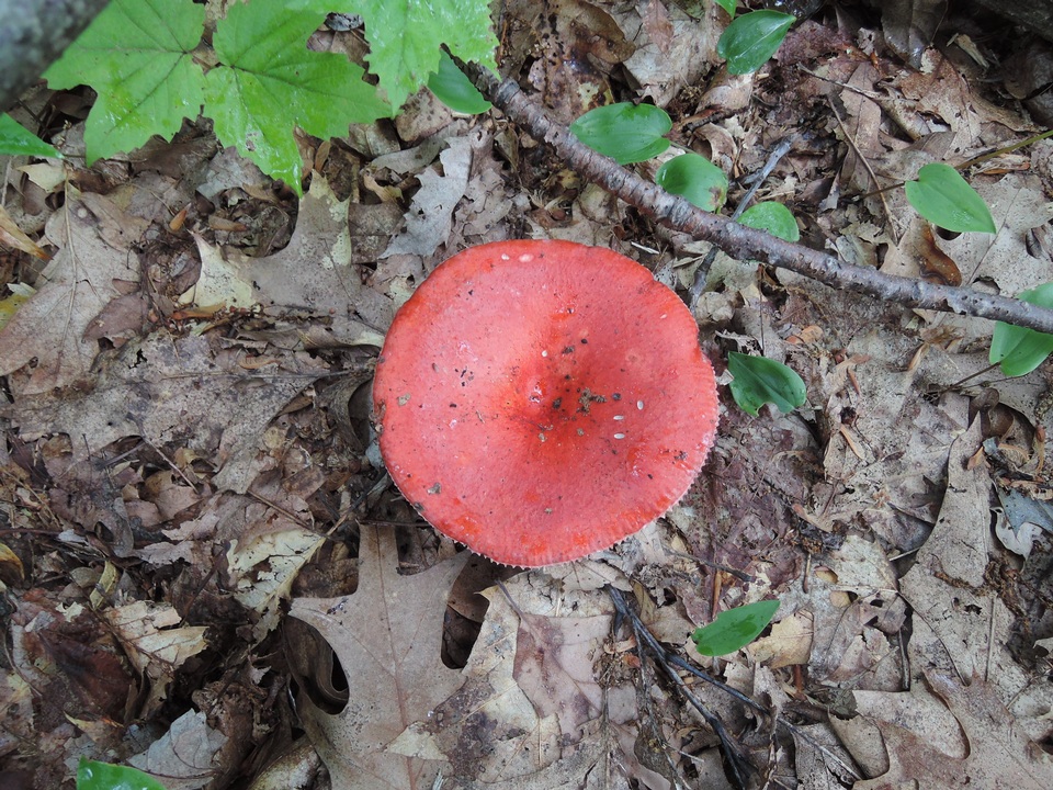 Russula rubescens image