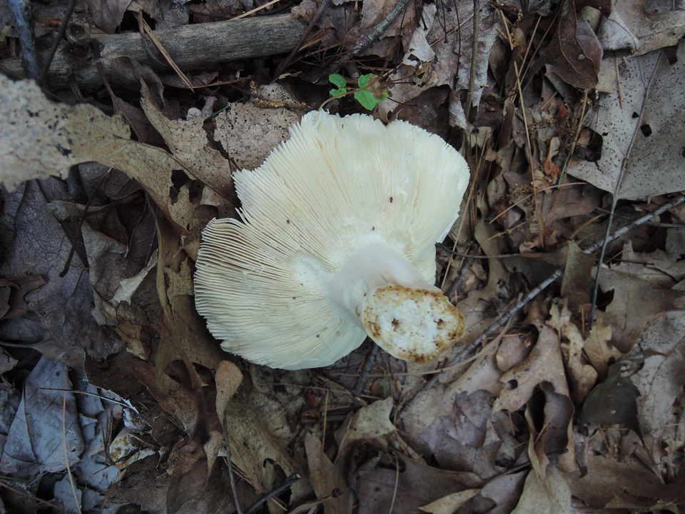 Russula ornaticeps image