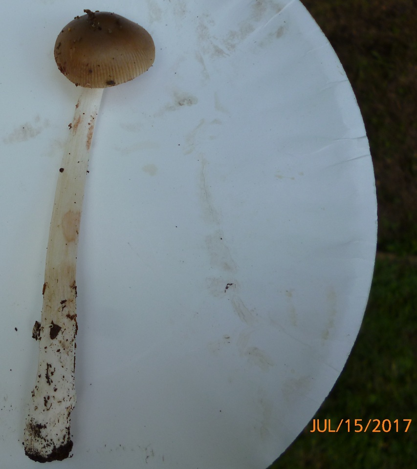 Amanita longicuneus image