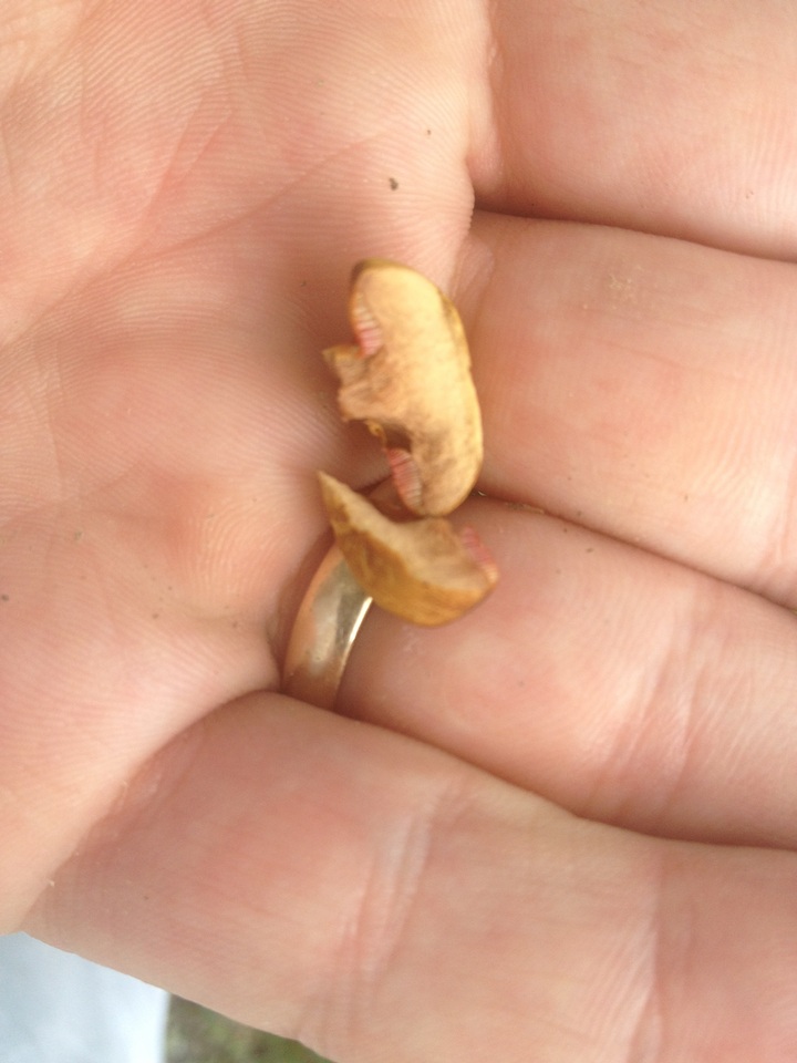 Chalciporus rubritubifer image