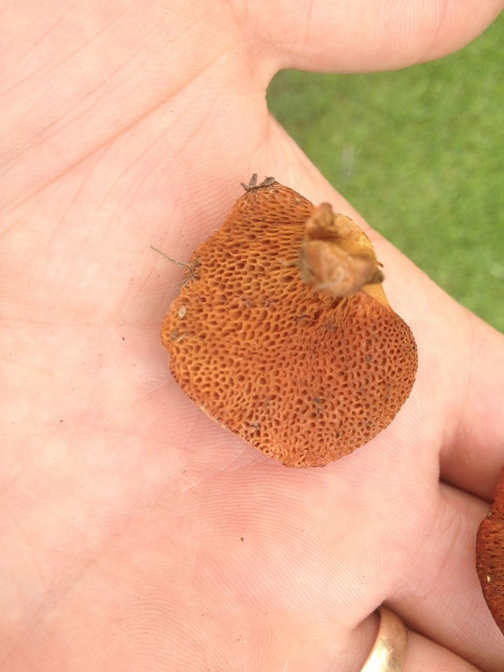 Chalciporus rubritubifer image
