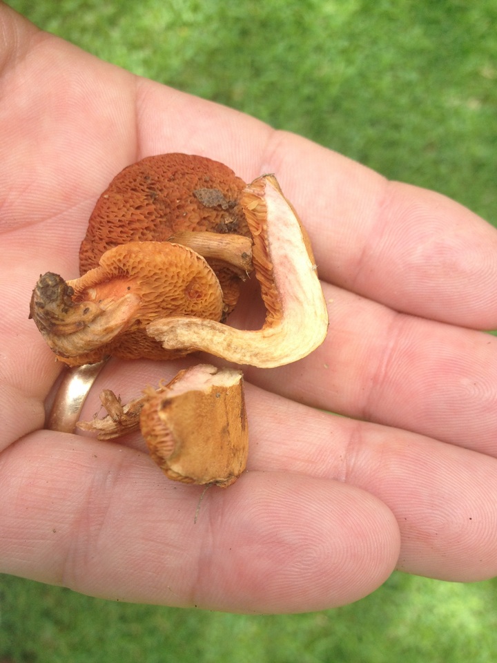 Chalciporus rubritubifer image