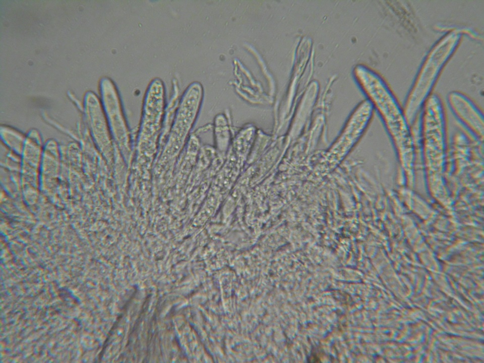 Polydesmia pruinosa image