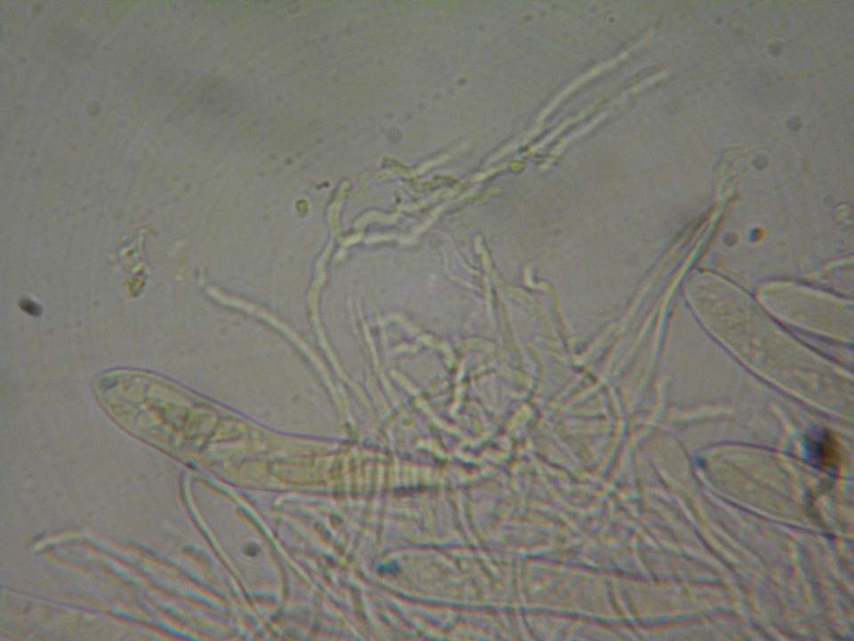 Polydesmia pruinosa image