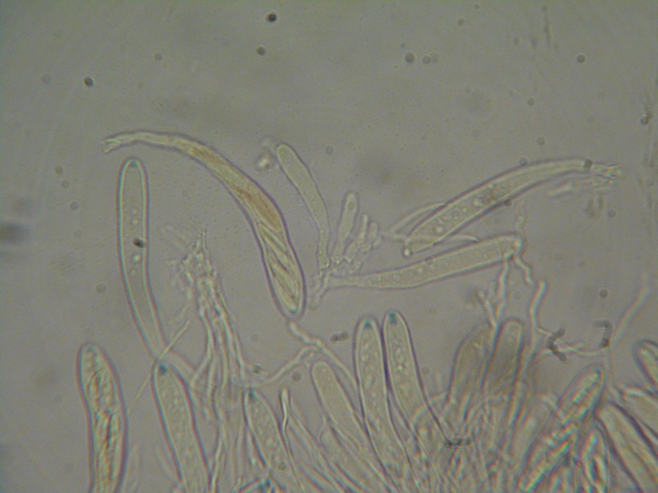 Polydesmia pruinosa image