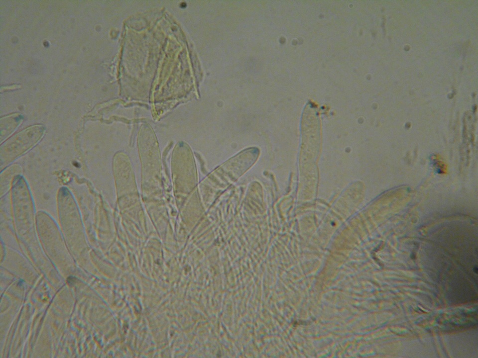 Polydesmia image