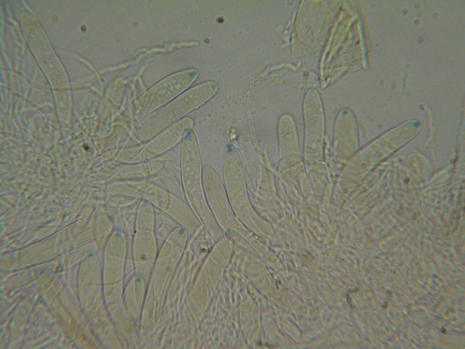 Polydesmia pruinosa image
