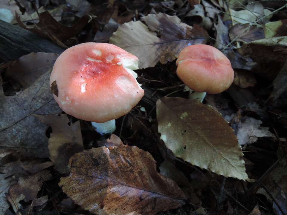 Russula nobilis image
